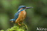 IJsvogel (Alcedo atthis)