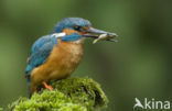 IJsvogel (Alcedo atthis)