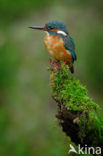 IJsvogel (Alcedo atthis)