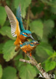 IJsvogel (Alcedo atthis)