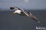 Kleine Mantelmeeuw (Larus fuscus)