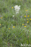 Knolspirea (Filipendula vulgaris) 