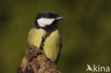 Koolmees (Parus major)