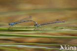 Kretawaterjuffer (Coenagrion intermedium)