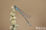 Kretawaterjuffer (Coenagrion intermedium)