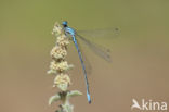 Kretawaterjuffer (Coenagrion intermedium)