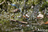 Kretawaterjuffer (Coenagrion intermedium)