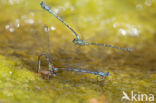 Kretawaterjuffer (Coenagrion intermedium)