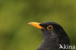 Merel (Turdus merula)