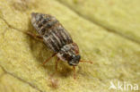 Micropeplus fulvus