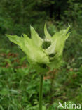 Moesdistel (Cirsium oleraceum)