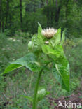 Moesdistel (Cirsium oleraceum)