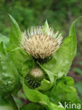 Moesdistel (Cirsium oleraceum)