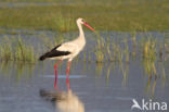 Ooievaar (Ciconia ciconia)