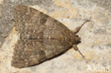 Rood weeskind (Catocala nupta)