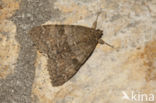 Rood weeskind (Catocala nupta)