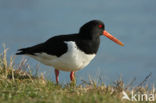 Scholekster (Haematopus ostralegus)