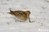 Watersnip (Gallinago gallinago) 