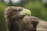 Zeearend (Haliaeetus albicilla)