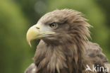 Zeearend (Haliaeetus albicilla)