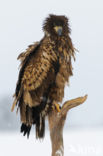 Zeearend (Haliaeetus albicilla)