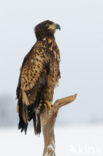 Zeearend (Haliaeetus albicilla)