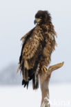 Zeearend (Haliaeetus albicilla)