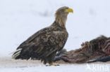 Zeearend (Haliaeetus albicilla)