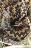 Adder (Vipera berus) 