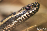 Adder (Vipera berus) 