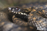 Adder (Vipera berus) 