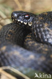 Adder (Vipera berus) 