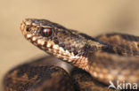 Adder (Vipera berus) 