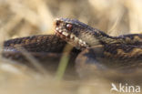 Adder (Vipera berus) 