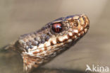 Adder (Vipera berus) 