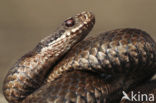 Adder (Vipera berus) 