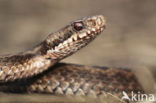 Adder (Vipera berus) 