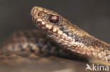 Adder (Vipera berus) 