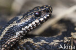 Adder (Vipera berus) 