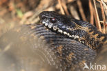 Adder (Vipera berus) 