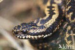 Adder (Vipera berus) 