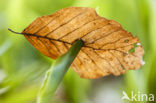 Beuk (Fagus spec.)