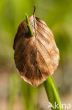 Beuk (Fagus spec.)