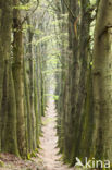 Beuk (Fagus sylvatica)