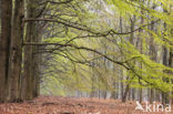 Beuk (Fagus sylvatica)