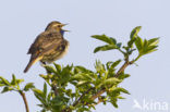 Blauwborst (Luscinia svecica)