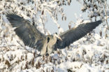 Blauwe Reiger (Ardea cinerea)