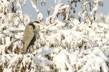 Blauwe Reiger (Ardea cinerea)