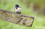 Boerenzwaluw (Hirundo rustica) 