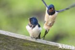 Boerenzwaluw (Hirundo rustica) 